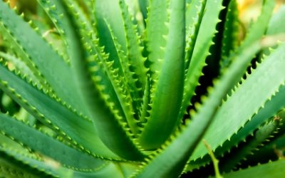 Mature Aloe Vera Market Needs Fresh Standards