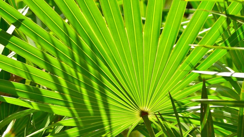 Study: Bioactivity of Saw Palmetto Extract Parallels Prescription Drug for Prostate Health