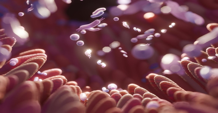 fermentation and microbiome.jpg fermentation and microbiome.jpg