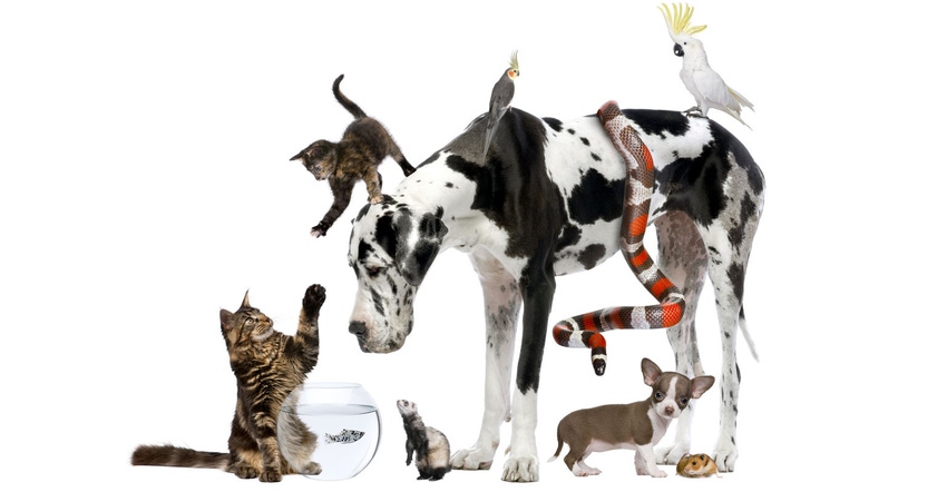 Does Your Animal Nutrition Product 'Bark Up the Right Tree'? Does Your Animal Nutrition Product 'Bark Up the Right Tree'?