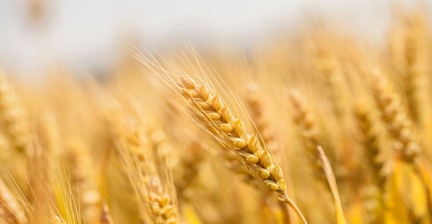 01_23 wheat prices 01_23 wheat prices