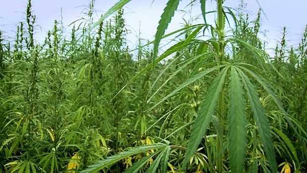 Hemp Industry Sues DEA Again After U.S. Company Receives Threatening Letter