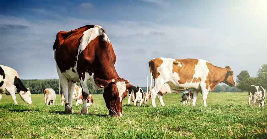 Animal-based proteins lead the sports nutrition pack.jpg Animal-based proteins lead the sports nutrition pack.jpg
