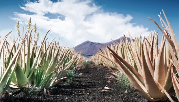 Image Gallery: Recent Aloe Vera Launches Image Gallery: Recent Aloe Vera Launches