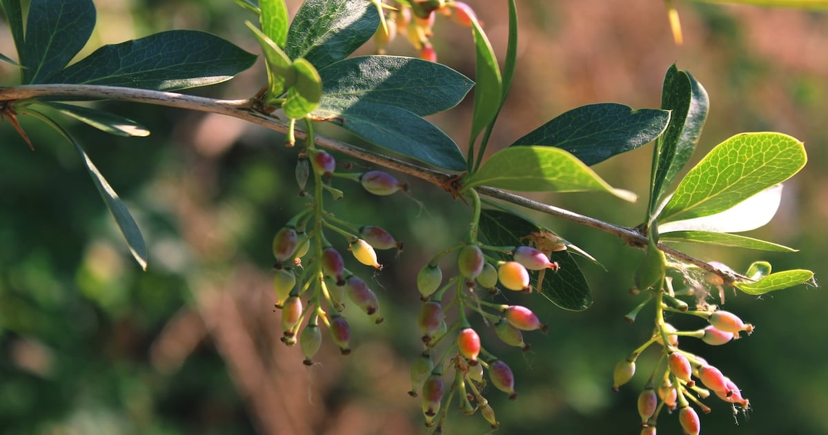 Supplement Shorts: Bioavailable berberine improves glucose, lipid biomarkers