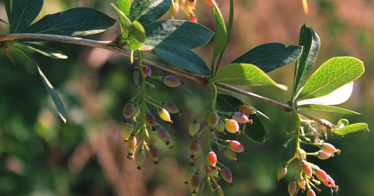 Supplement Shorts: Bioavailable berberine improves glucose, lipid biomarkers
