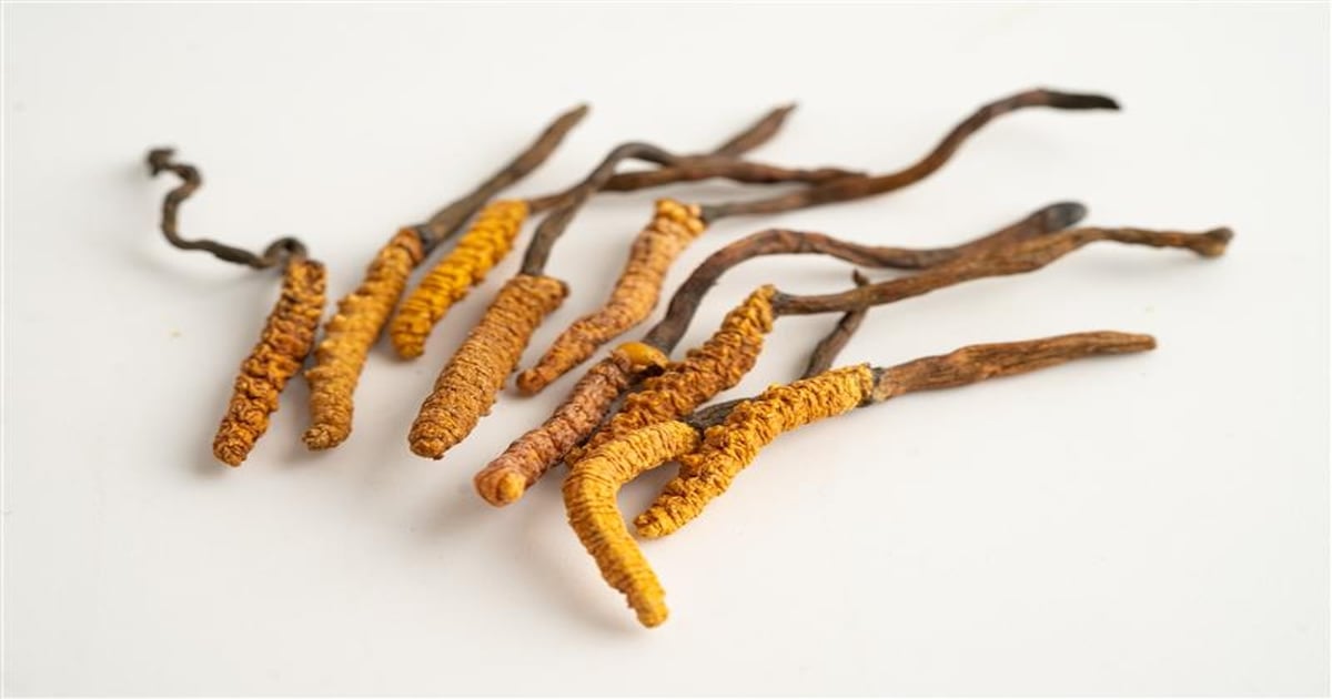 Cordyceps products survey finds quality, labeling shortfalls