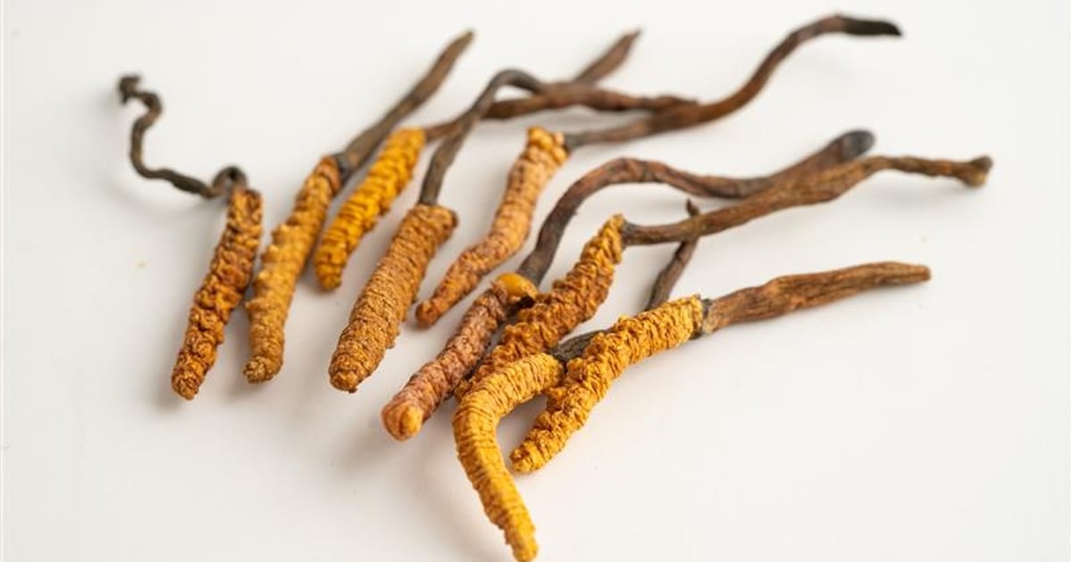 Cordyceps products survey finds quality, labeling shortfalls