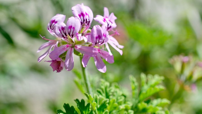 Hi-Tech Claims FDA Backed Off Synthetic Botanical Position in DMAA Litigation Hi-Tech Claims FDA Backed Off Synthetic Botanical Position in DMAA Litigation