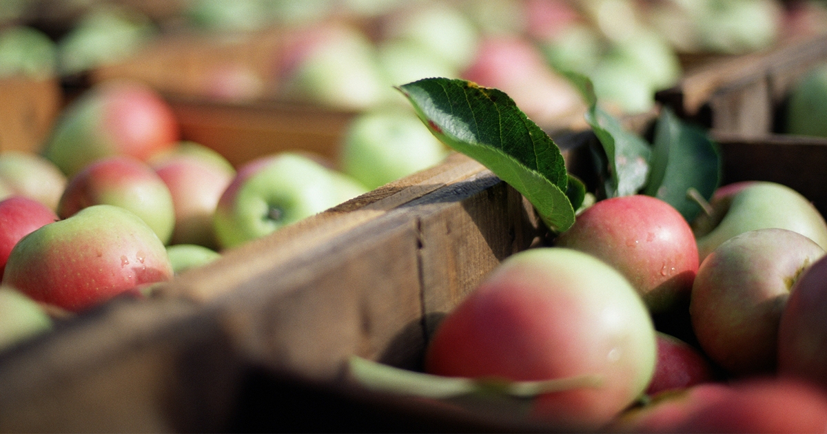 Dried apple peel powder health benefits