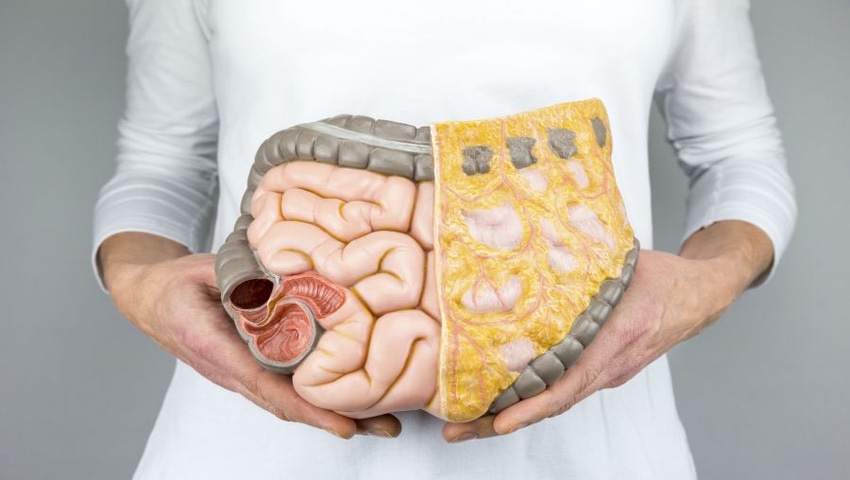 Studies: Ingredients That Support Gut Health