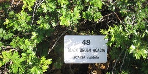 FDA  Acts on Acacia Rigidula Products