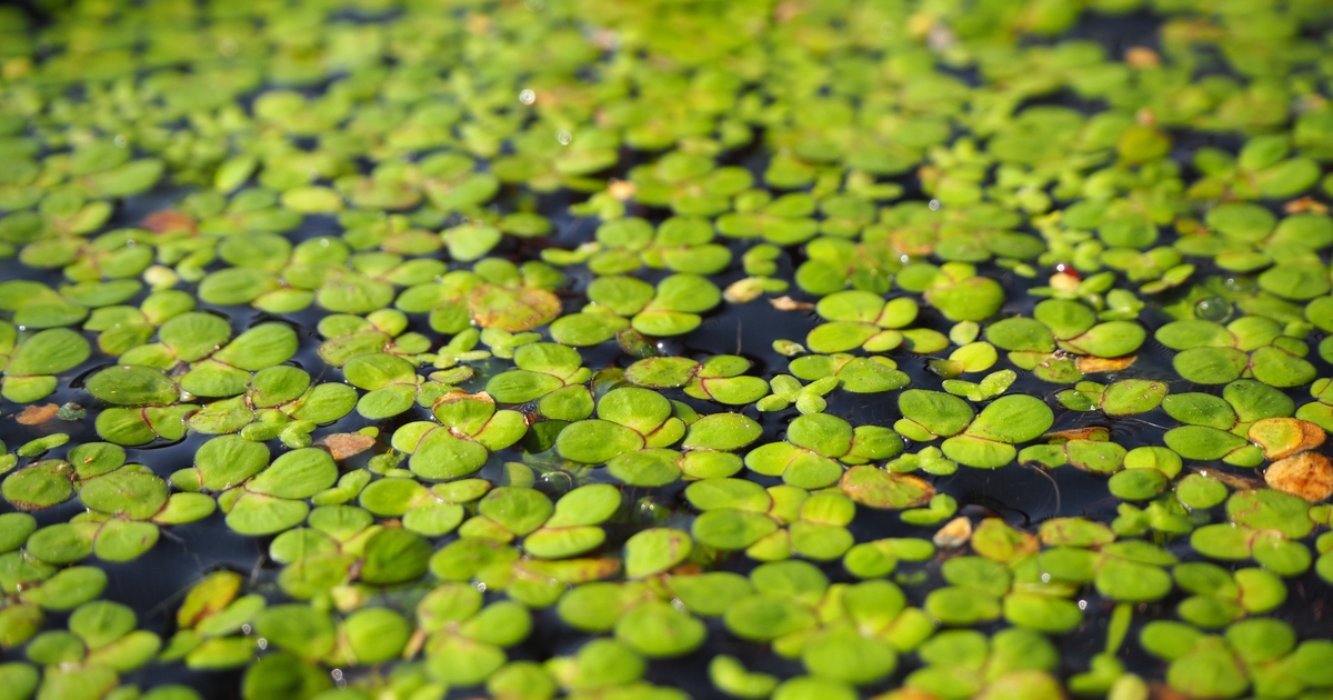 Duckweed as an innovative protein source