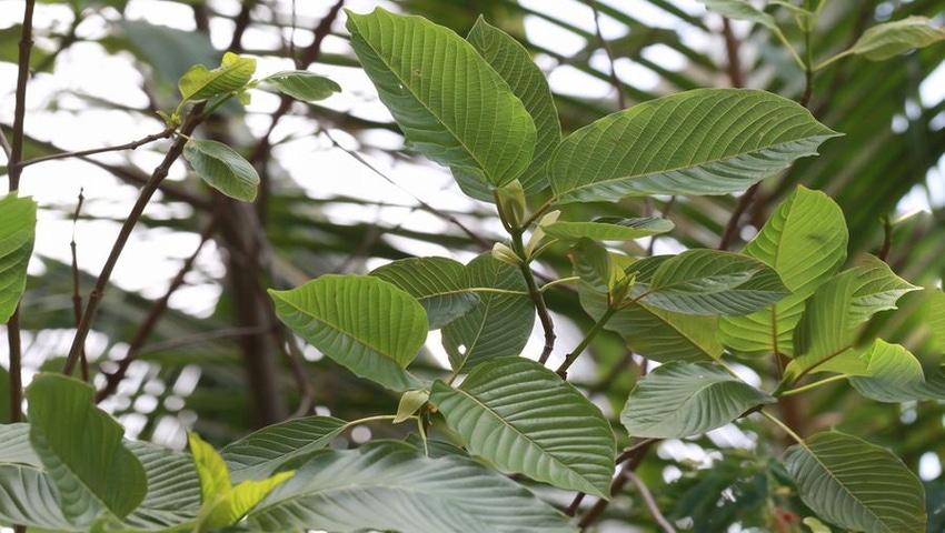 DEA Backpedals on Plan to Outlaw Botanical Kratom