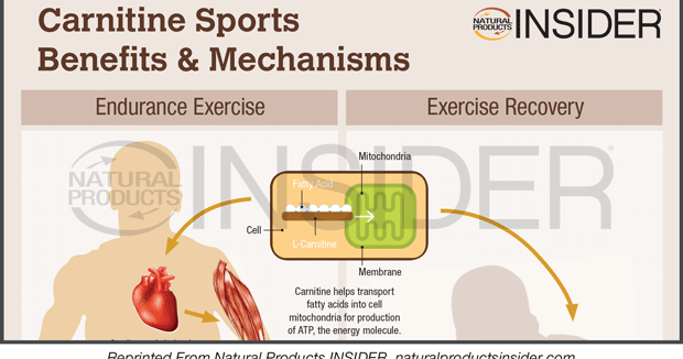 l carnitine muscle benefits Infographic: Carnitine Sports Benefits & Mechanisms