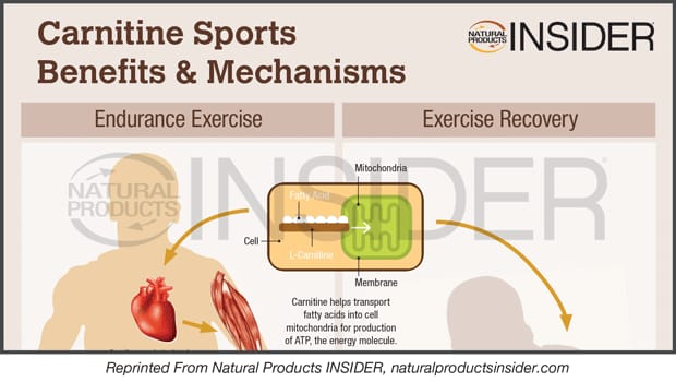 l carnitine benefits for runners Infographic: Carnitine Sports Benefits & Mechanisms
