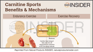 Infographic: Carnitine Sports Benefits & Mechanisms