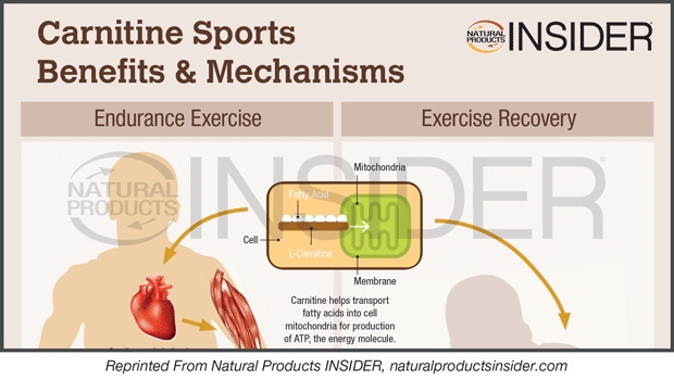 Infographic: Carnitine Sports Benefits & Mechanisms