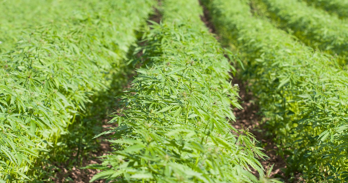 How hemp farmers can succeed in 2020