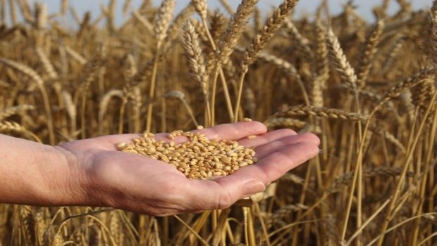 Kansas State, General Mills to Develop New Wheat Varieties