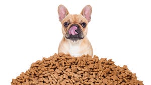 Recognizing Innovation in the Animal Nutrition, Pet Supplements Sectors