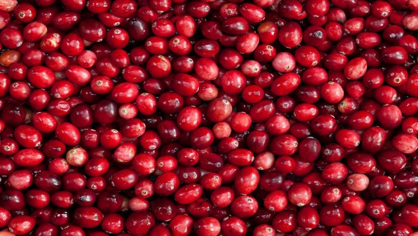 European Commission Decision Creates Conundrum for Cranberry Marketers