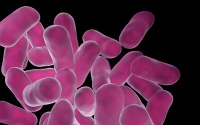 The March of the Probiotics The March of the Probiotics
