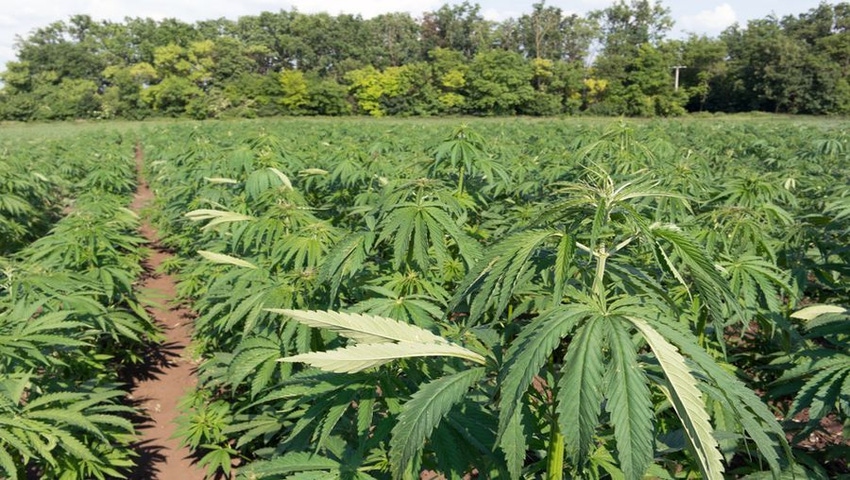 Hemp Industry Sues DEA Over Marijuana Extract Rule