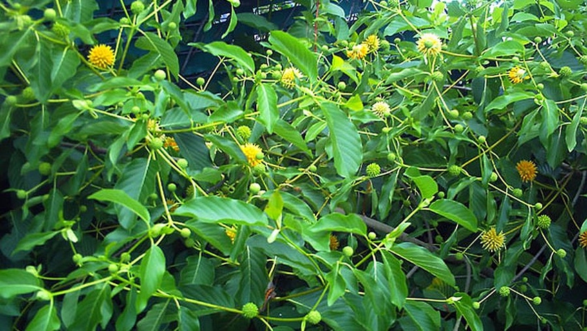 Herb Kratom Faces Hurdles to Become Legal Dietary Supplement Herb Kratom Faces Hurdles to Become Legal Dietary Supplement