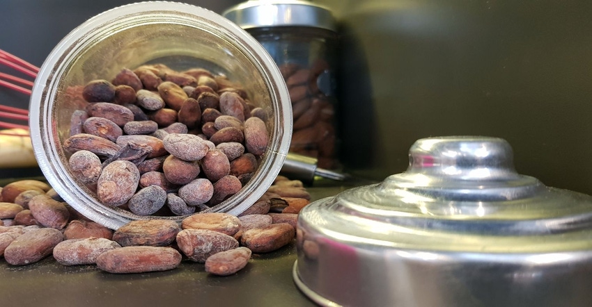 Cocoa bean.jpg Cocoa bean.jpg