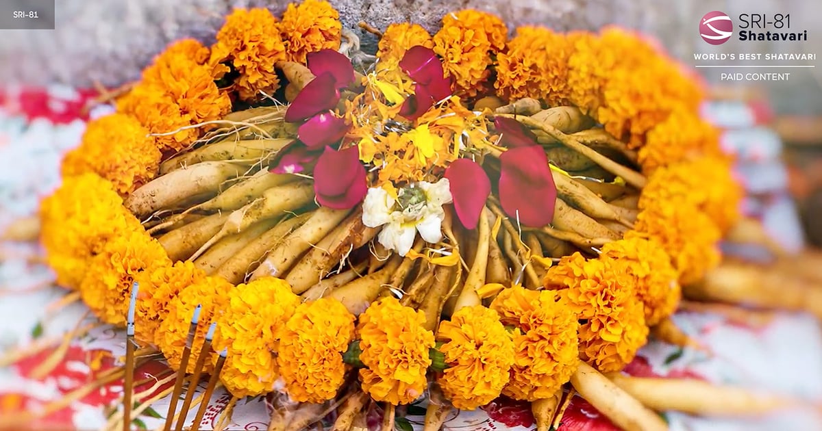 [VIDEO] Shatavari root, an adaptogen for women’s health