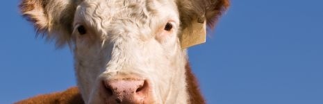 New Film Takes Hard Look at Food Industry New Film Takes Hard Look at Food Industry