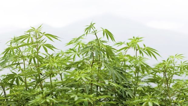 Is Hemp the Next Superfood Superstar?