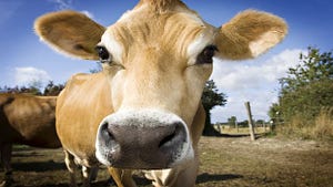 New Study Compares Organic vs Traditional Milk