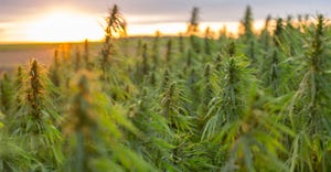 Hemp can build back a better economy, ecology and society - podcast.jpg