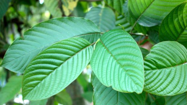 FDA Sends Warning Letters to Marketers of Kratom