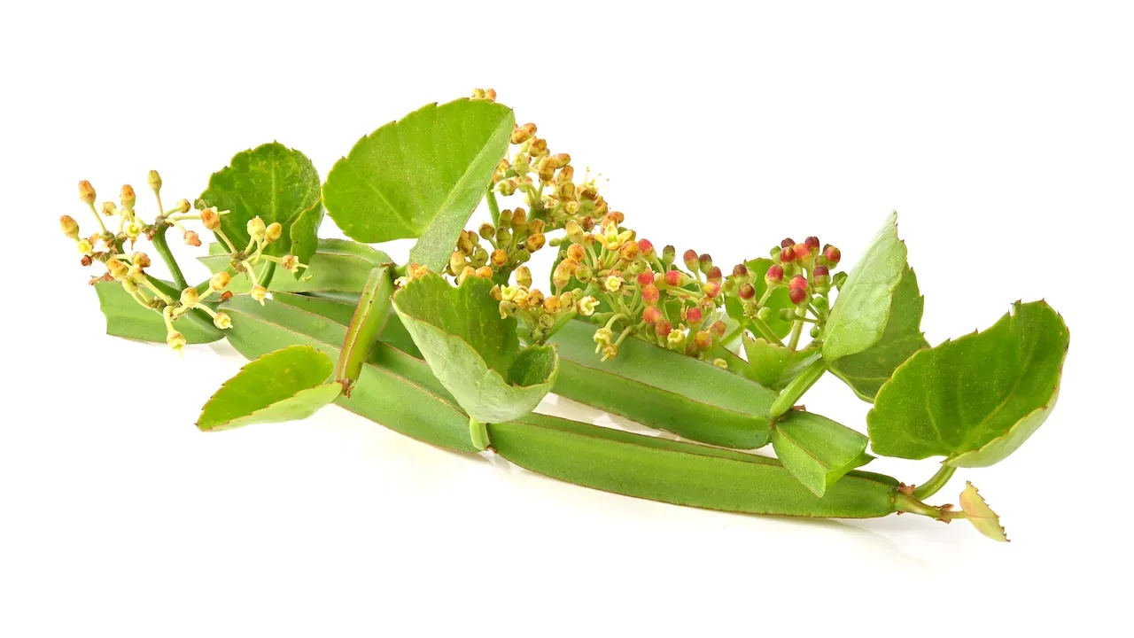 Botanical extracts rival semaglutide weight loss