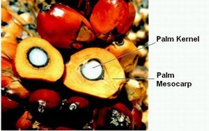 Source and Sustainability of Red Palm Oil