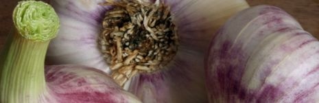 Growing Interest in Garlic Varieties Growing Interest in Garlic Varieties