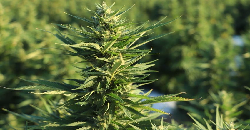Hemp field 2021.jpg Hemp field 2021.jpg