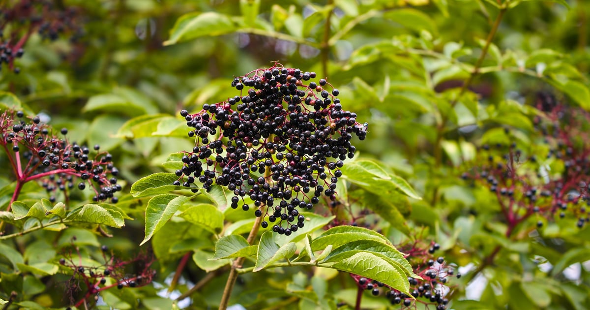 BAPP publishes lab guide for elderberry