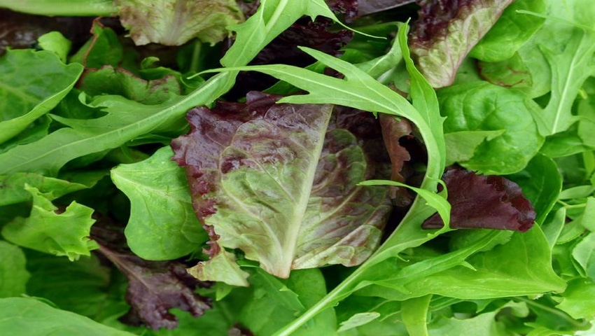 DOJ Investigating Dole Regarding Listeria Outbreak Linked to Salads