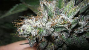 Recreational marijuana: How one Denver dispensary is soaring to new highs