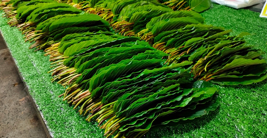 kratom leaves for web.jpg kratom leaves for web.jpg