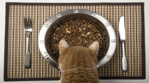 Increased humanization of pets driving innovation in animal nutrition