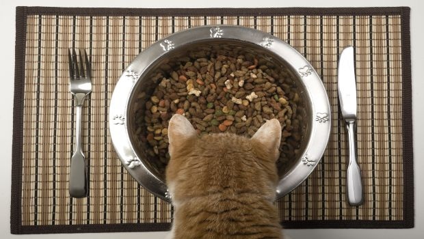 Petfood & Animal Nutrition 2.0: The Science of Formulation