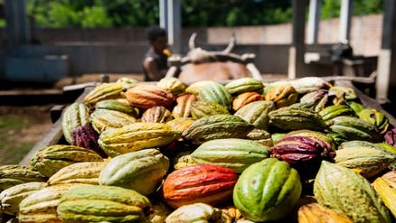 Cocoa pods are harvested once a week with an ox drawn cart. 
