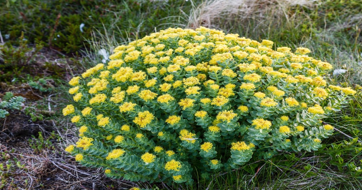 Biotechnology is rewriting rhodiola’s endangered story