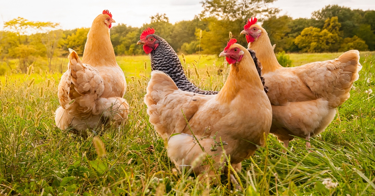 Perdue Farms chicken cruelty lawsuit