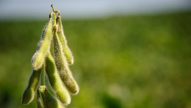 Newly Developed Low-allergen Soybean Could Mean Big Things for Food Industry